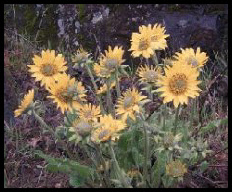 Balsamorhizzum sagittatum
