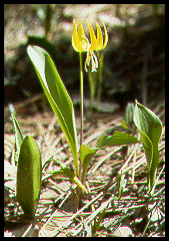 erythronium grandiflorum