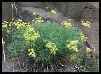 Lomatium grayi