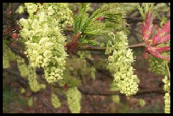 Acer macrophyllum - flowers